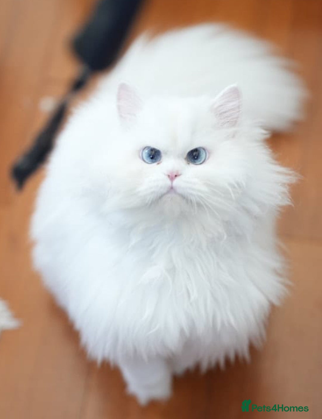 Persian cats for sale: persians all white 1 boy 2 girls - Advert 2