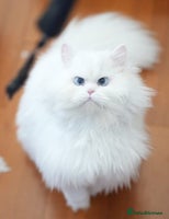 Persian cats persians all white 1 boy 2 girls - Advert 1
