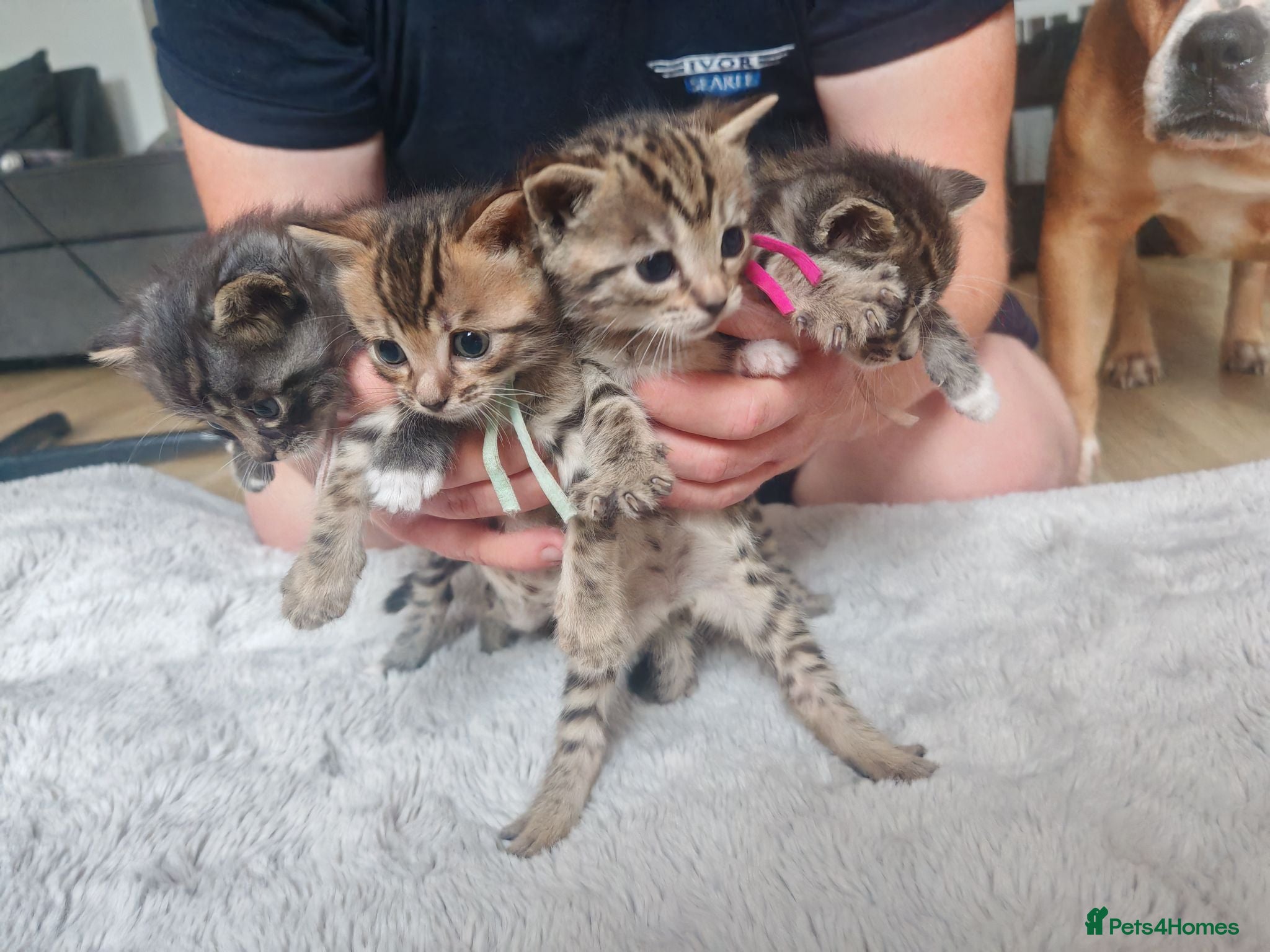 Bengal cats Adorable Bengal Mix Kittens  - Advert 16