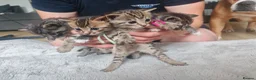 Bengal cats for sale: 1 Female Left!! Ready to leave Bengal Mix Kittens - Advert 6