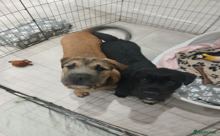 Mixed Breed dogs 2 loving/energetic pups for rehoming together  - Advert 3