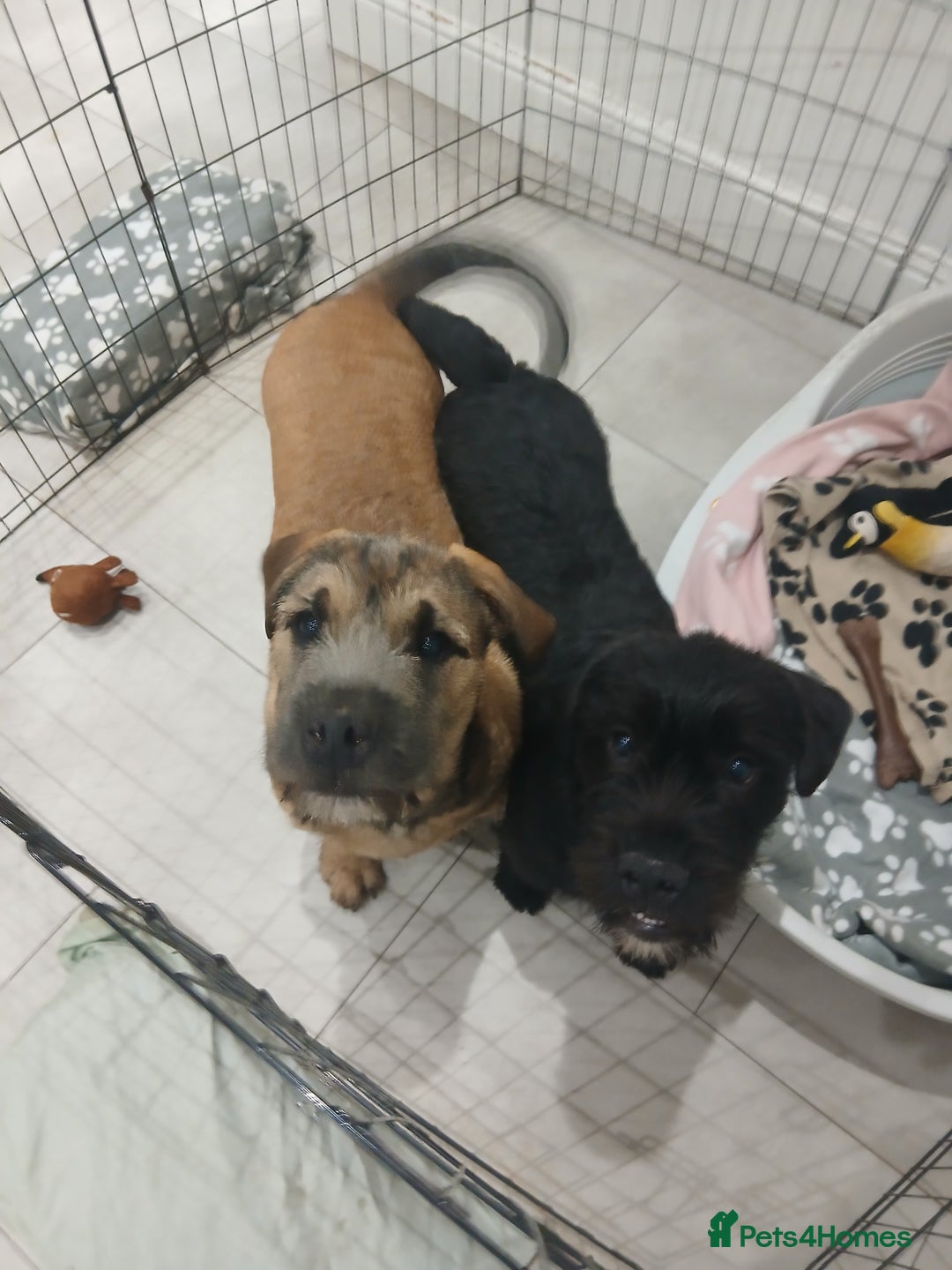 Mixed Breed dogs for sale: 2 loving/energetic pups for rehoming together  - Advert 1
