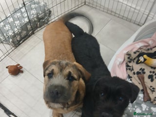 Mixed Breed dogs for sale: 2 loving/energetic pups for rehoming together - Advert 1