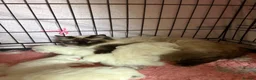 Ragdoll cats for sale: Gccf ragdoll babies - Advert 3