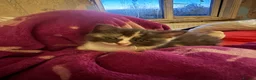 Mixed Breed cats for sale: 3 stunning grey/white & black Calico Kittens - Advert 9