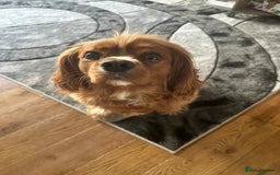 Cavalier King Charles Spaniel dogs for sale: Peanut 🥜 King Charles Cavalier Spaniel - Image 2