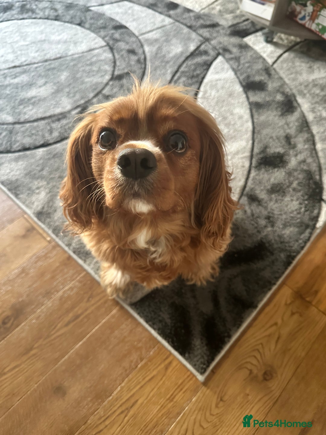 Cavalier King Charles Spaniel dogs for sale: Peanut 🥜 King Charles Cavalier Spaniel - Image 2