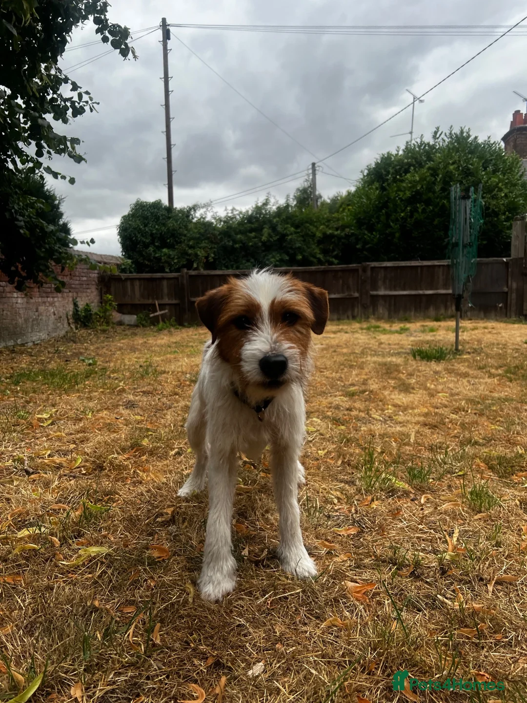 Jack Russell dogs for sale: Friendly Jack Russel looking for a loving home  - Advert 2