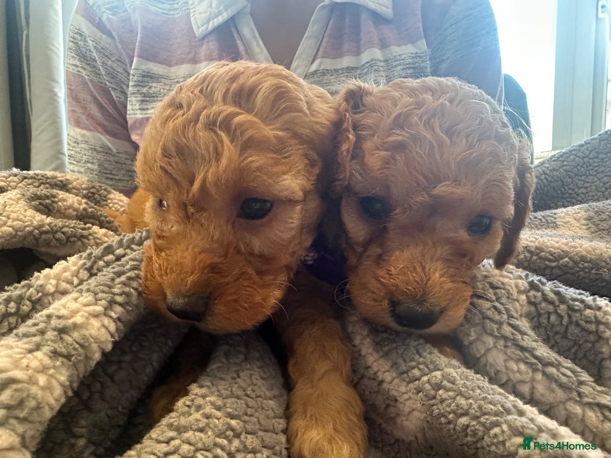 Cockapoo dogs F1b cream and red cockapoos very curly miniature  - Advert 12