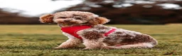 Cockapoo dogs for sale: Healthy toy cockapoo companions  - Advert 10