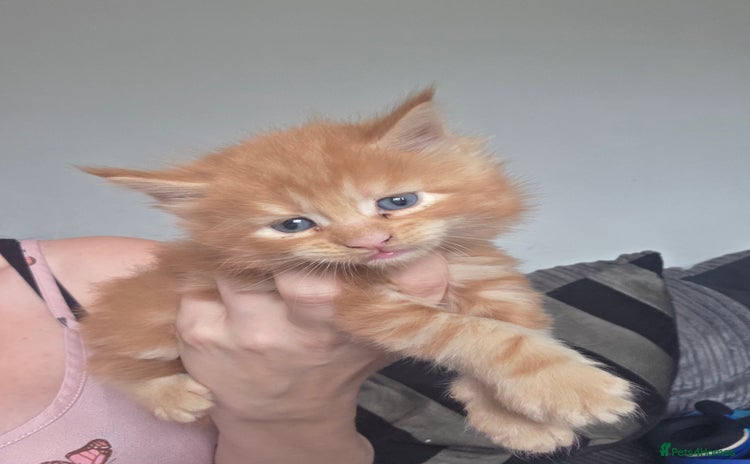 Maine Coon cats - Advert 1