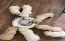 Labrador Retriever dogs for sale: Labrador puppies 5 gen pedigree health tested - Image 36