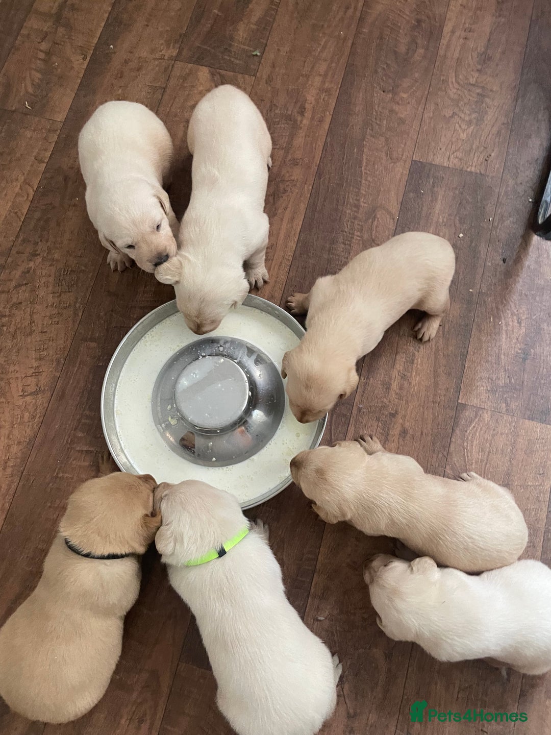 Labrador Retriever dogs for sale: Labrador puppies 5 gen pedigree health tested - Image 36