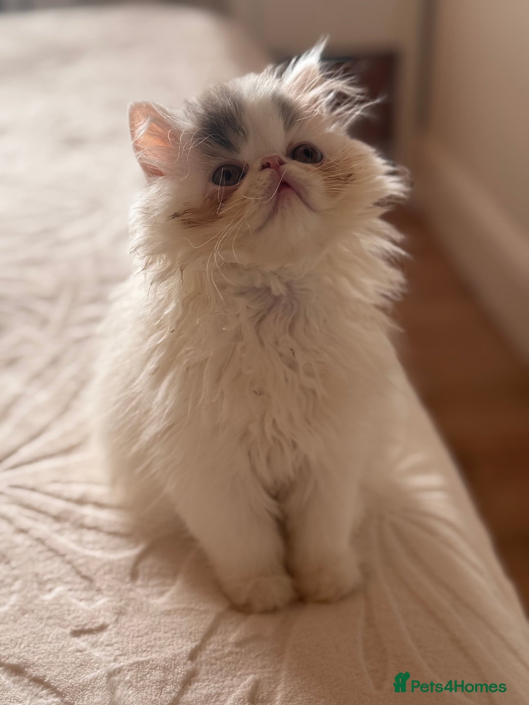 Persian cats for sale: Persian kittens ready now  - Image 15
