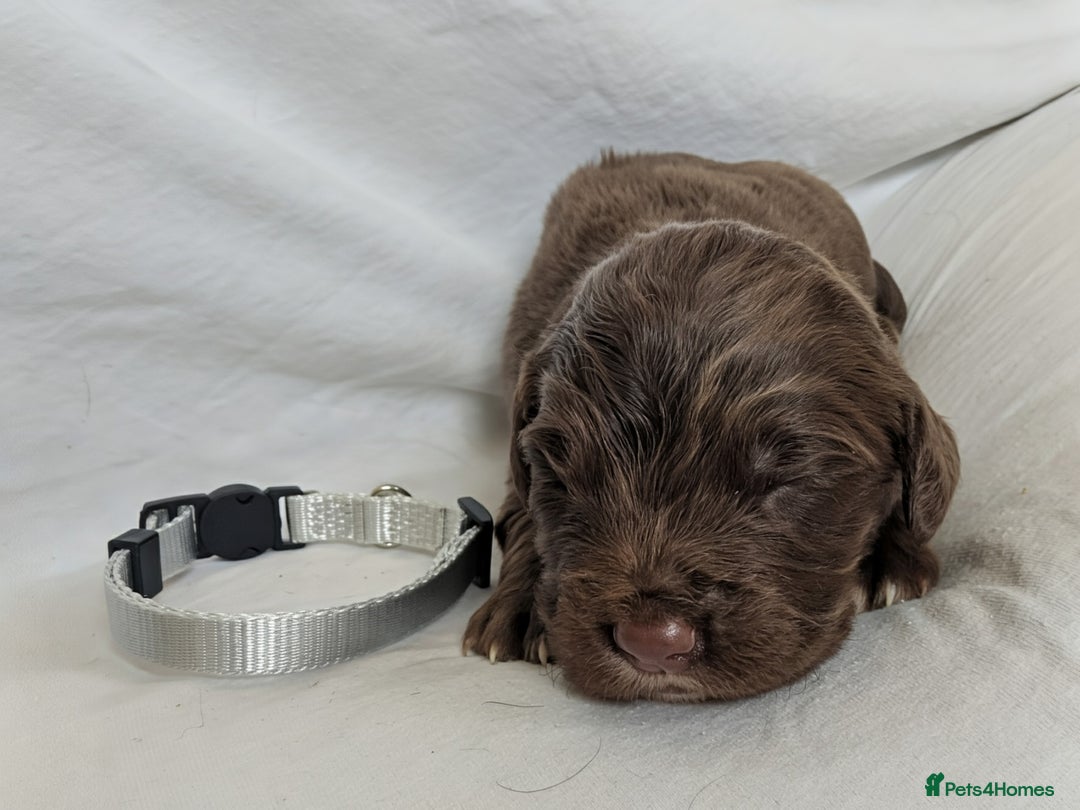 Sprocker dogs for sale: 🐶✨ F2 Sprocker Puppies – Growing Beautifully! ✨🐶 - Image 10
