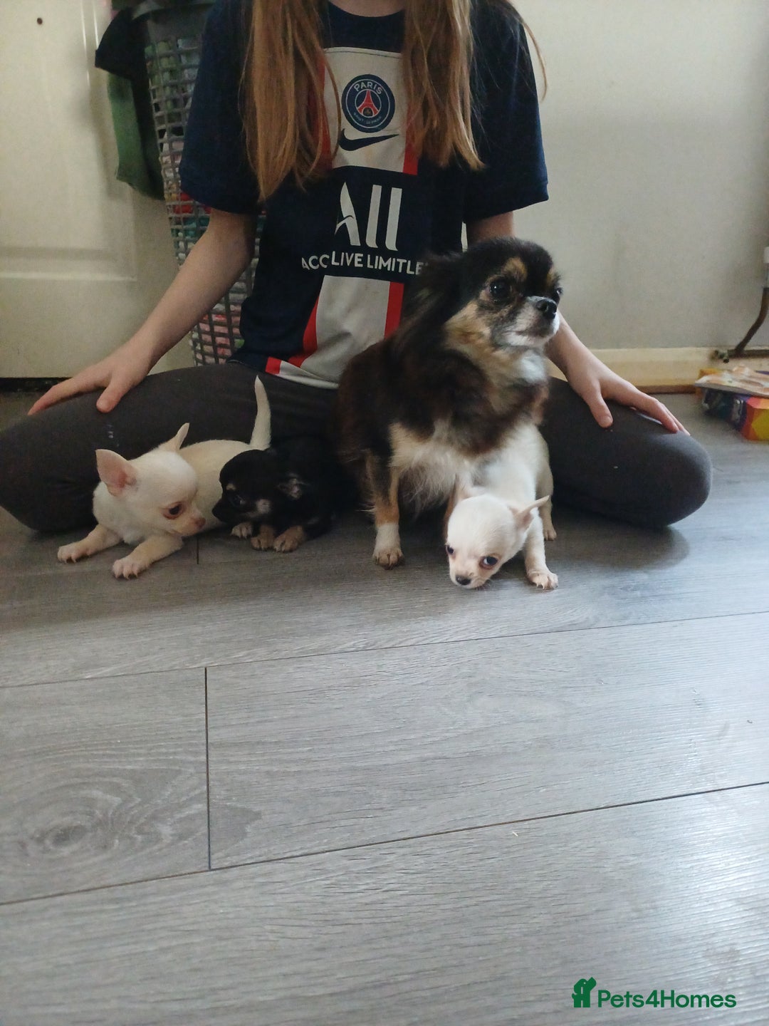 Chihuahua dogs for sale: Pedigree chihuahua puppies for sale - Advert 12