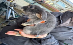 Mini Lop rabbits for sale: Mini lop baby rabbits for sale - Image 21