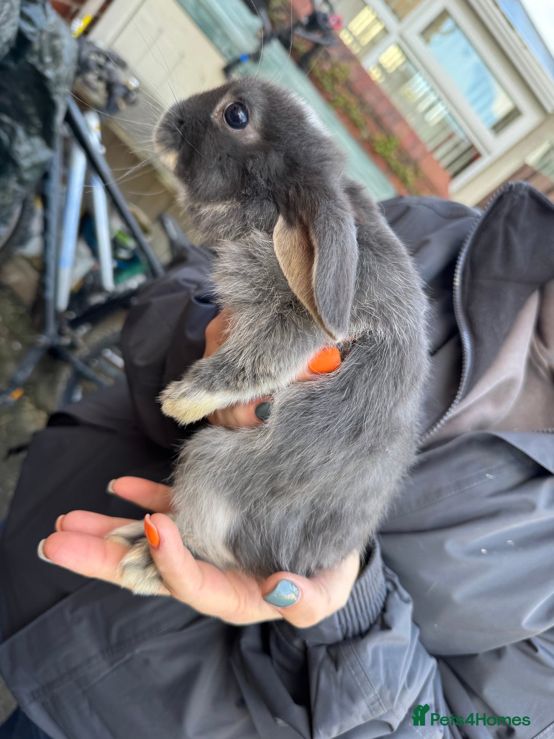 Mini Lop rabbits for sale: Mini lop baby rabbits for sale - Image 21