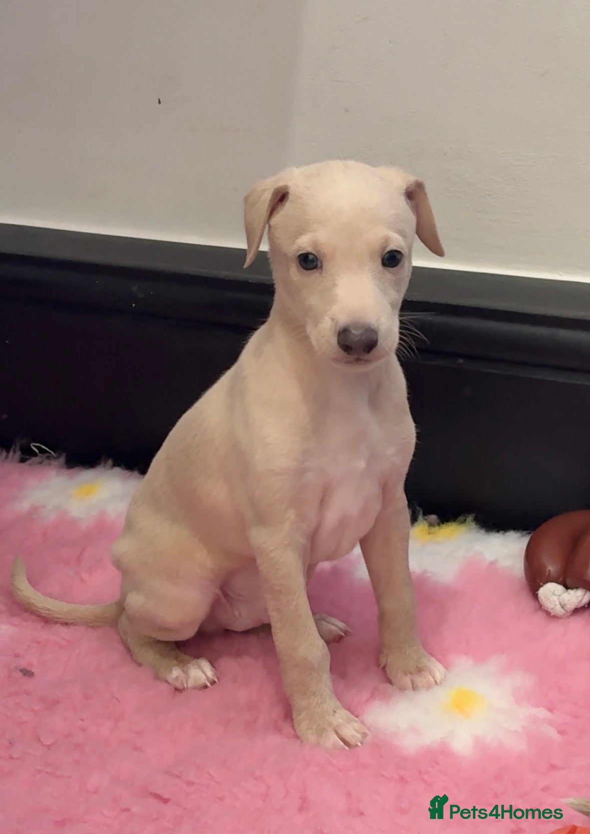 Italian Greyhound dogs Exceptionally Well-Bred Italian Greyhound Puppies - Advert 6