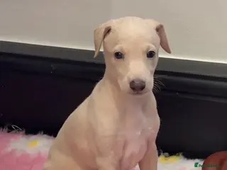 Italian Greyhound dogs Exceptionally Well-Bred Italian Greyhound Puppies - Advert 6