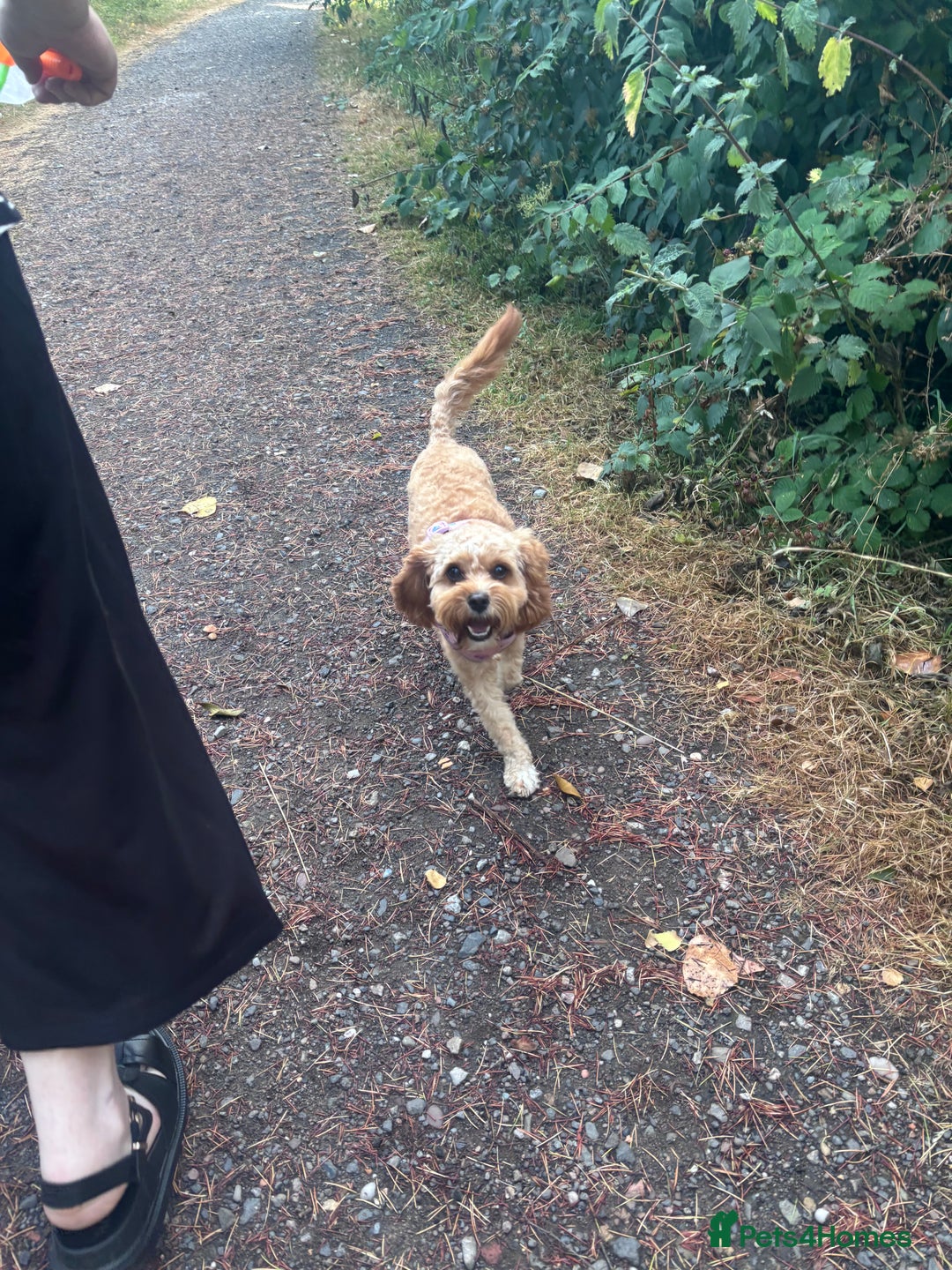 Cavapoo dogs for sale: Cavapoo - Image 2