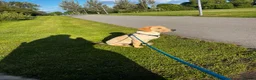 Labrador Retriever dogs for sale: Yellow Labrador retriever  - Advert 5