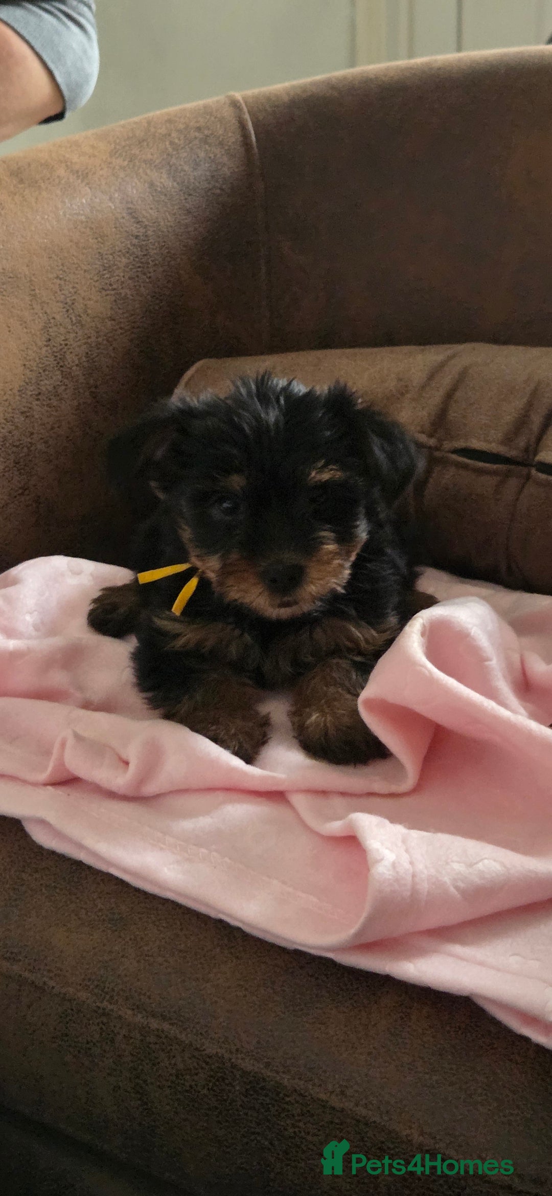 Yorkshire Terrier dogs for sale: 1 boy and 3 girl  Yorkshire terrier puppies  - Image 3