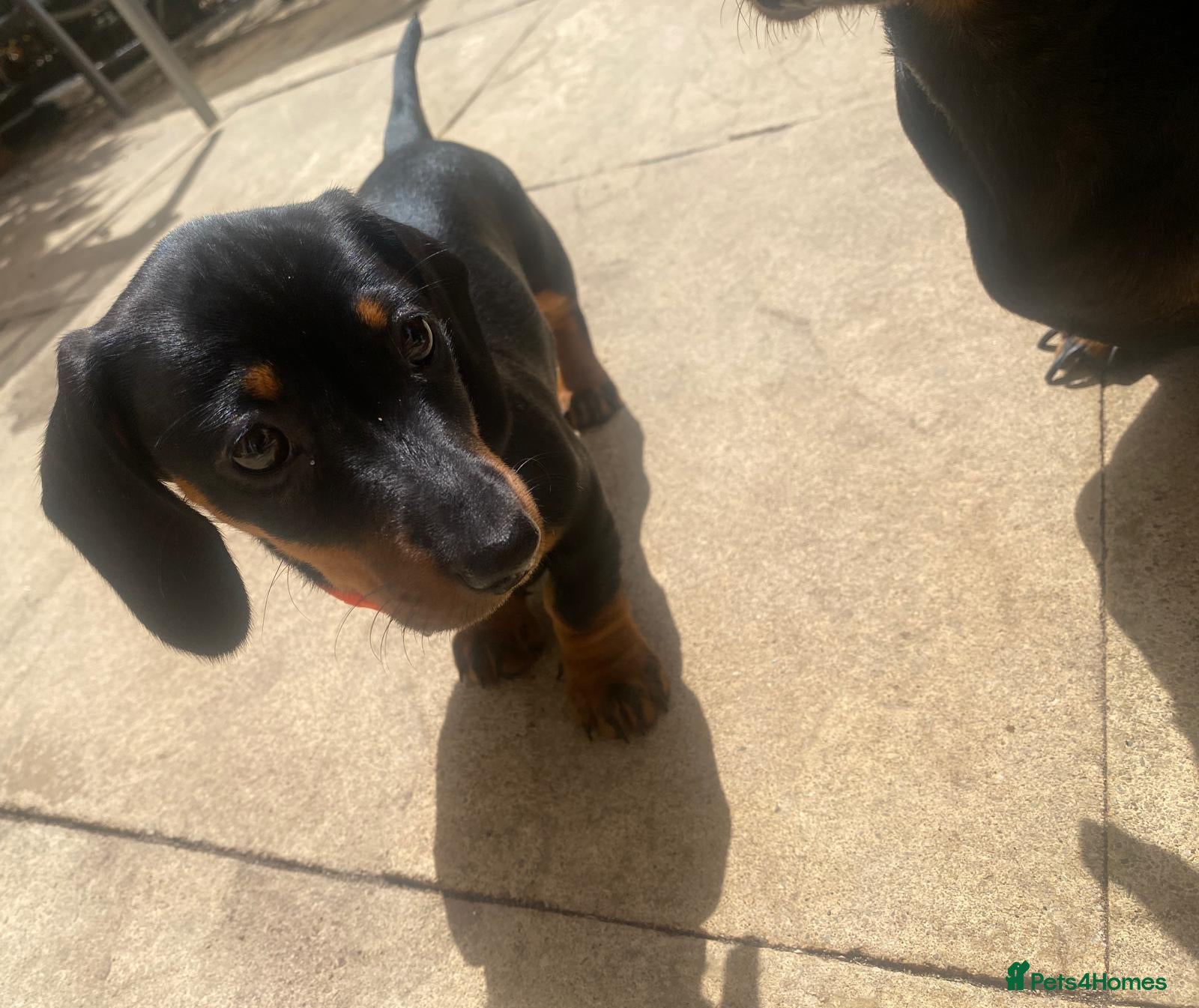 Dachshund dogs Dachund for sale poringland norwich - Advert 2