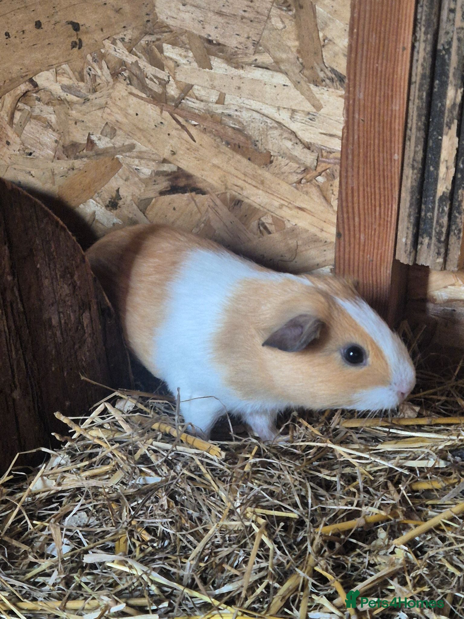 Guinea Pig rodents Mixed age guinea pigs  - Advert 23