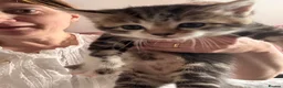 Mixed Breed cats for sale: 4 beautiful kittens for sale in Kirknewton - Advert 10