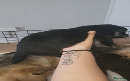 German Shepherd dogs for sale: 4 german shepherd puppy's available  - Image 6