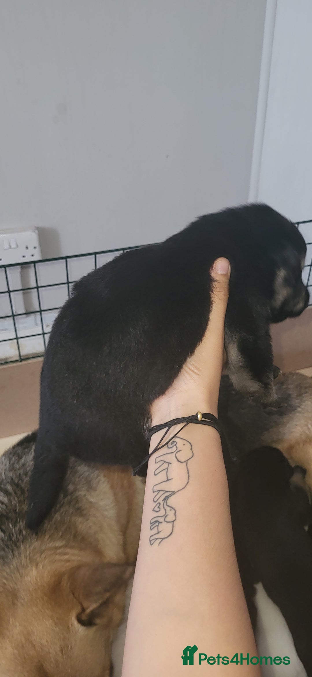 German Shepherd dogs for sale: 4 german shepherd puppy's available  - Image 6