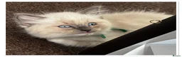 Ragdoll cats for sale: 6 cute pure breed Ragdoll kittens 2 boys 4 girls  - Advert 16