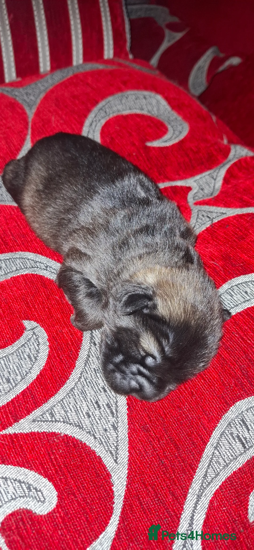 Mixed Breed dogs for sale: Rus-A-Pei ( Rare ) - Advert 18