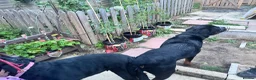 Rottweiler dogs for stud: BIG BONED GERMAN ROTTWEILER FOR STUD  - Advert 13