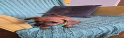 Jackshund dogs for sale: 3 boys  in Slough - Advert 7