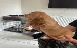 Cocker Spaniel dogs for sale:  show type dna health tested kc registered dad mum - Image 9
