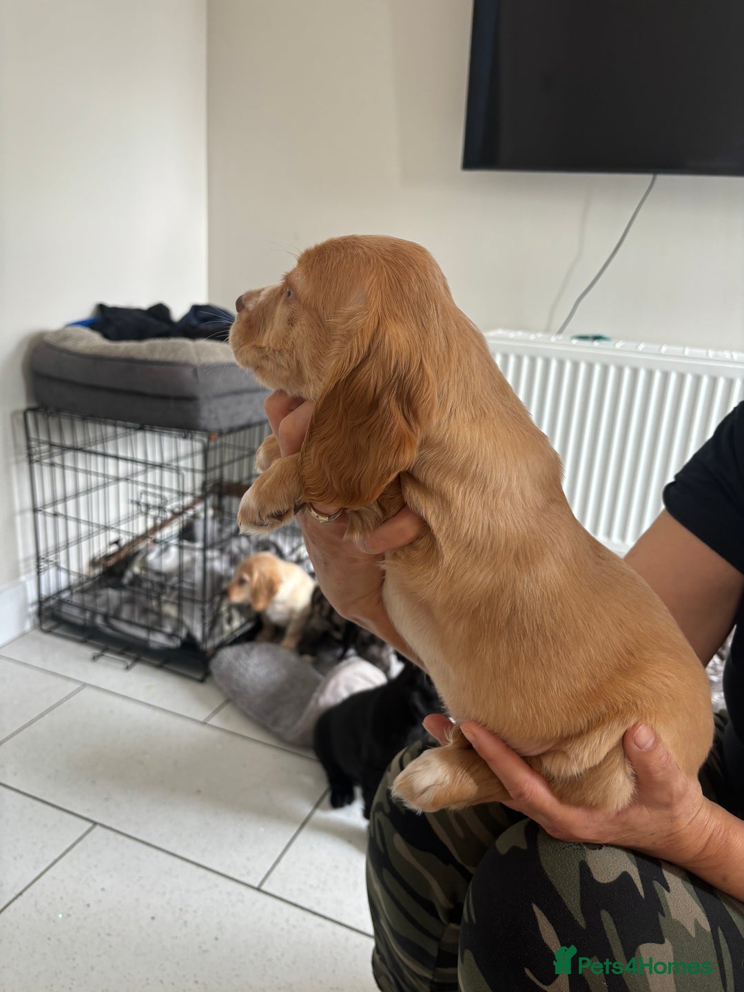 Cocker Spaniel dogs for sale:  show type dna health tested kc registered dad mum - Image 9