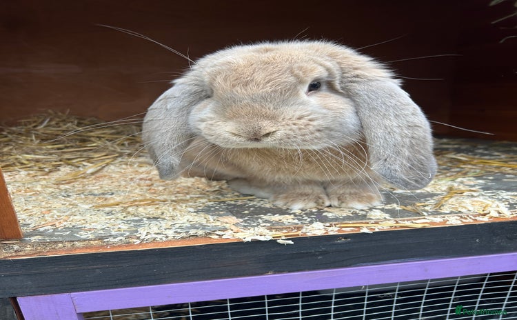 French Lop rabbits - Advert 2
