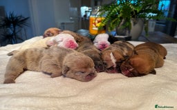 English Bulldog dogs for sale: Stunning litter of coloured Bulldogs home reared - Advert 5