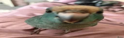 Parakeets birds for sale: Hand Reared Baby Kakarikis  - Advert 3