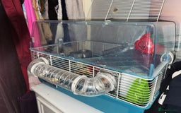 Hamster rodents for sale: Male/female hamster  - Image 4