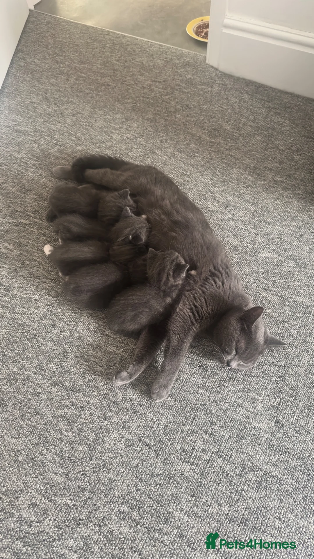 Mixed Breed cats for sale: Beautiful Kittens Looking for Loving Homes in ELY - Advert 2