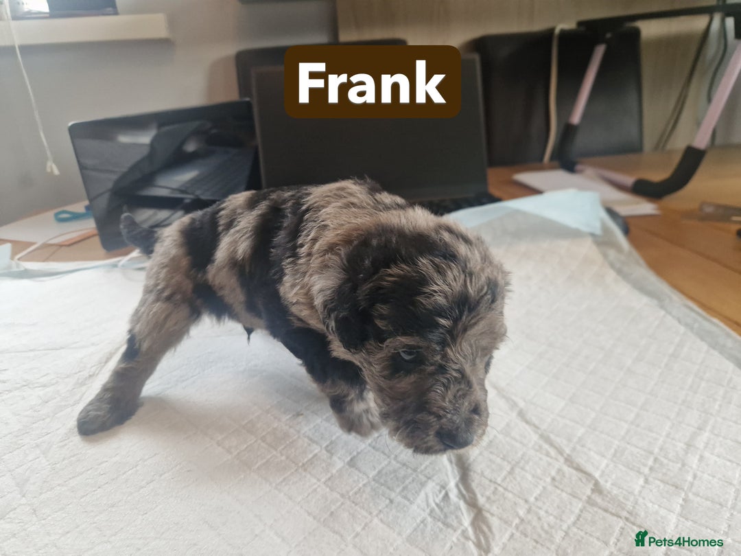 Labradoodle dogs for sale: Chocolate Merle Labradoodle+Australian Labradoodle - Image 13
