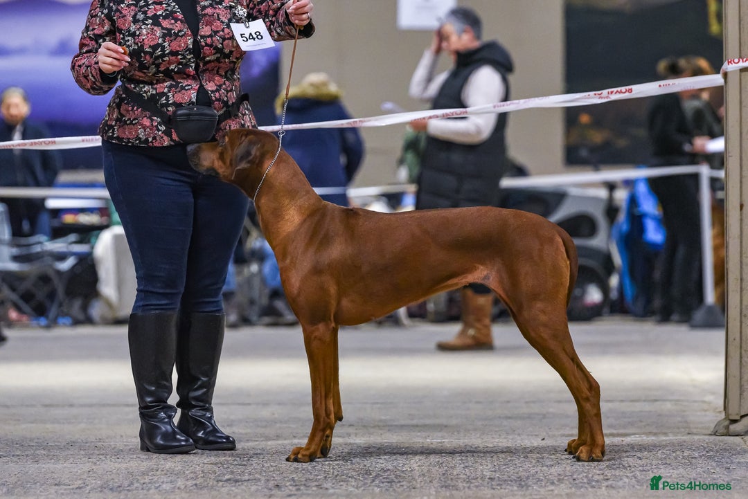 Rhodesian Ridgeback dogs for sale: Nyasharose ridgebacks  - Advert 4