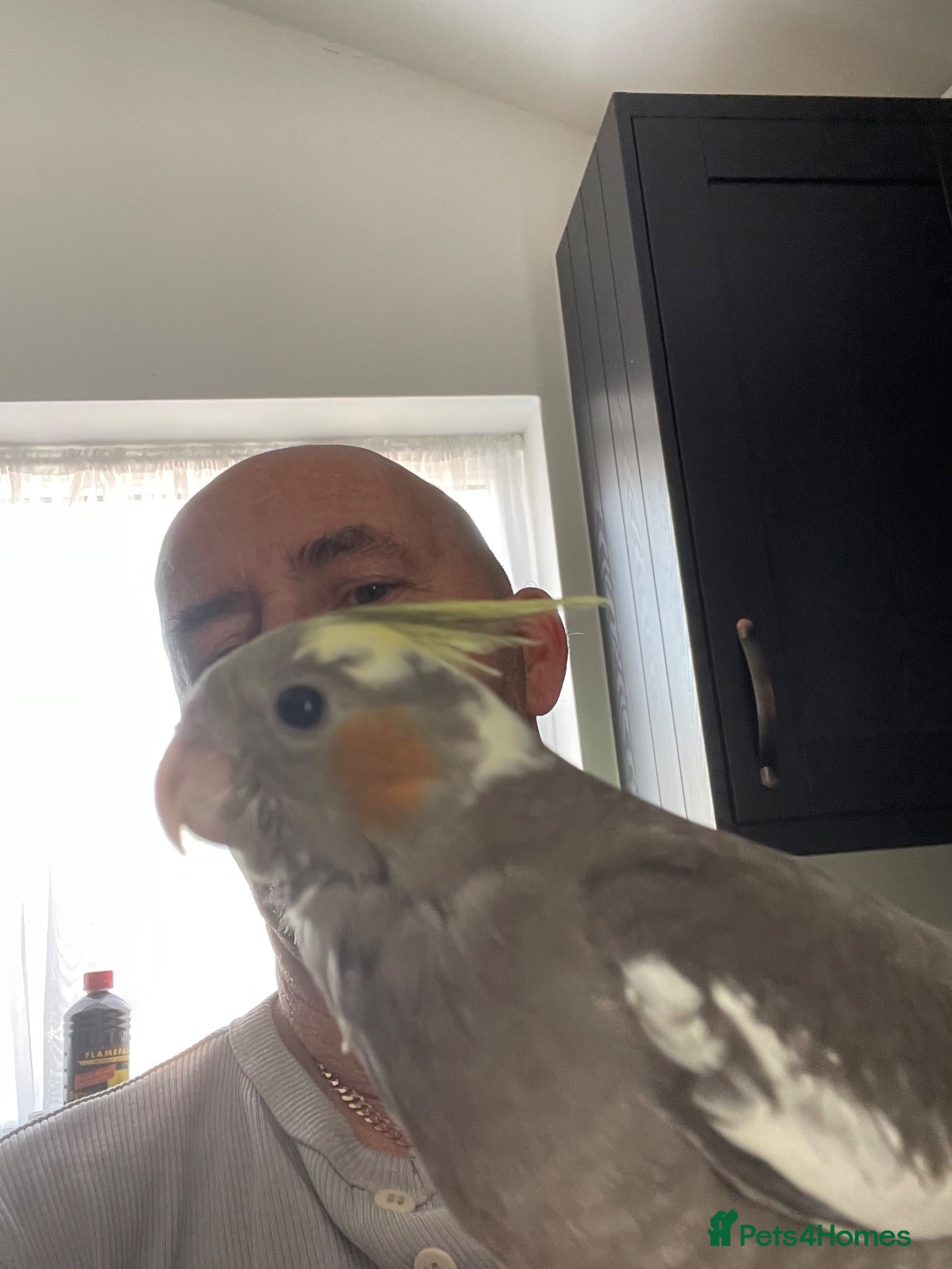 Cockatiels birds For Sale - Advert 1
