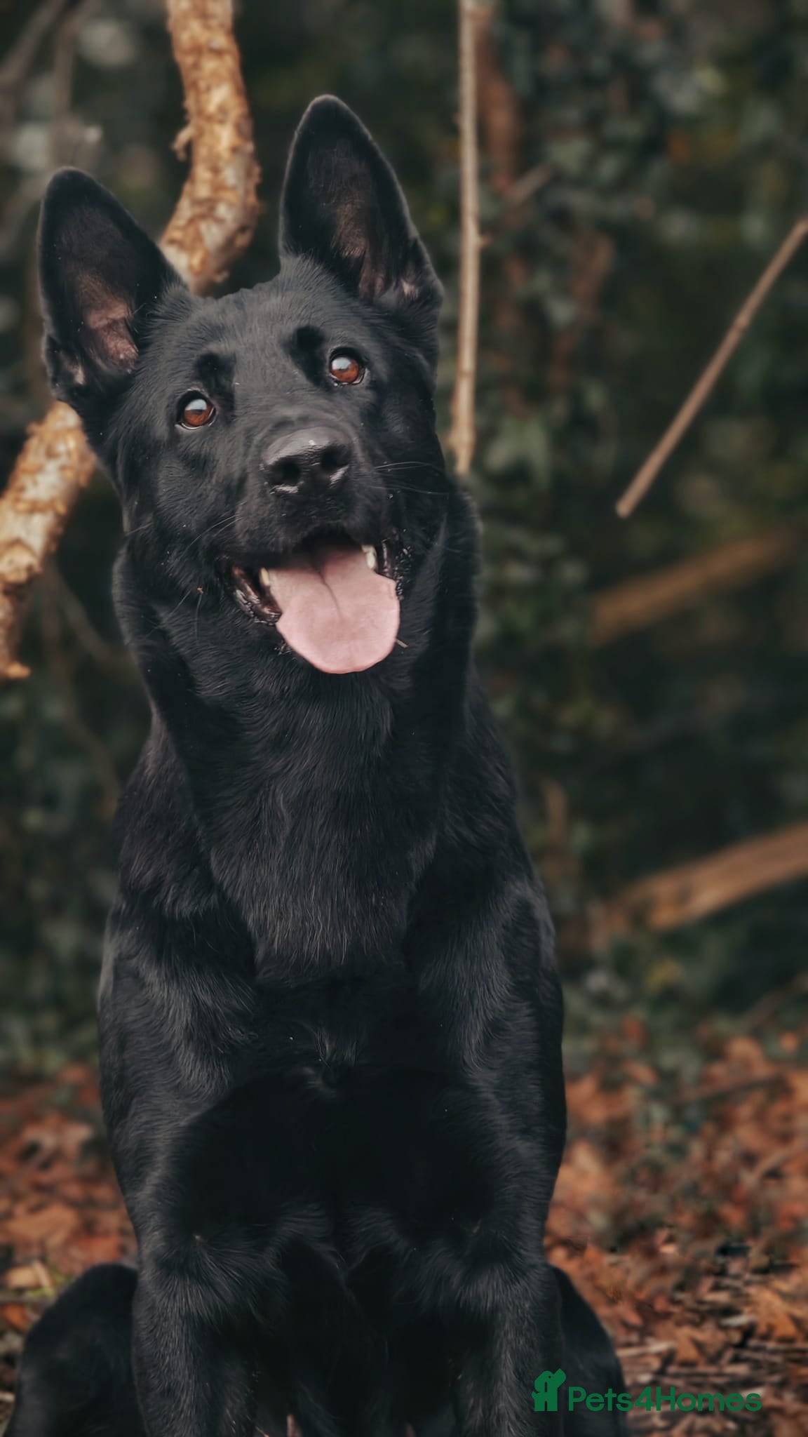 German Shepherd dogs Stunning black 5 year old German shepherd bitch - Advert 3