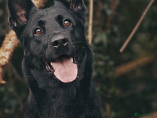 German Shepherd dogs Stunning black 5 year old German shepherd bitch - Advert 3