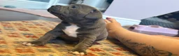 Staffordshire Bull Terrier dogs for sale: KC Registered Blue Staffordshire Bull terrier Pups - Advert 3