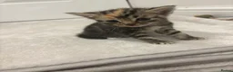 Mixed Breed cats for sale: Beautiful Kittens Looking for Their Forever Homes - Advert 9